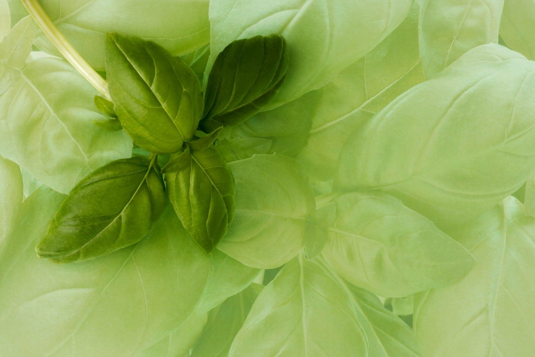 Basil leaves layered close up