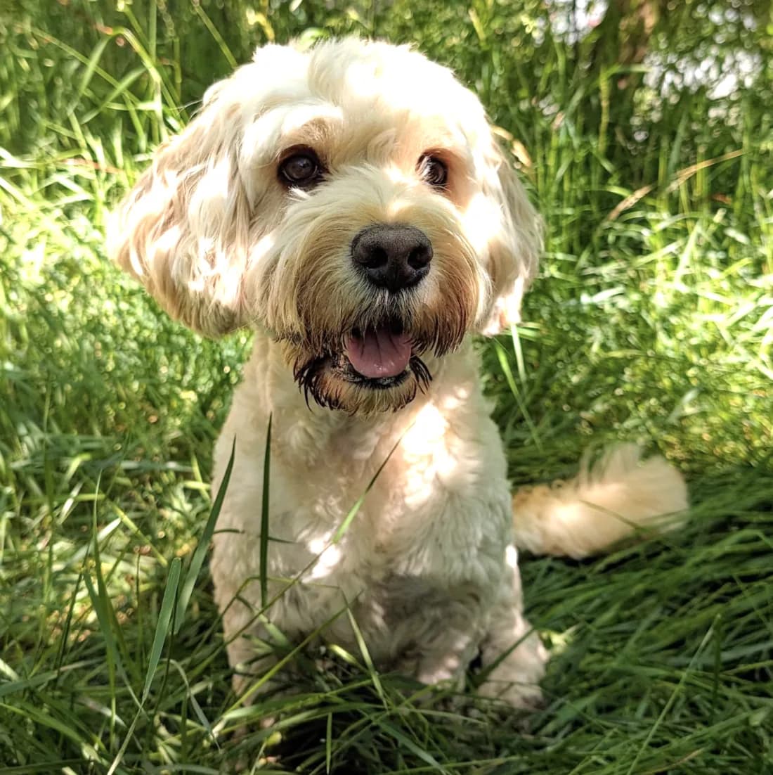 Benny, a cream cockapoo, sitting in long grass